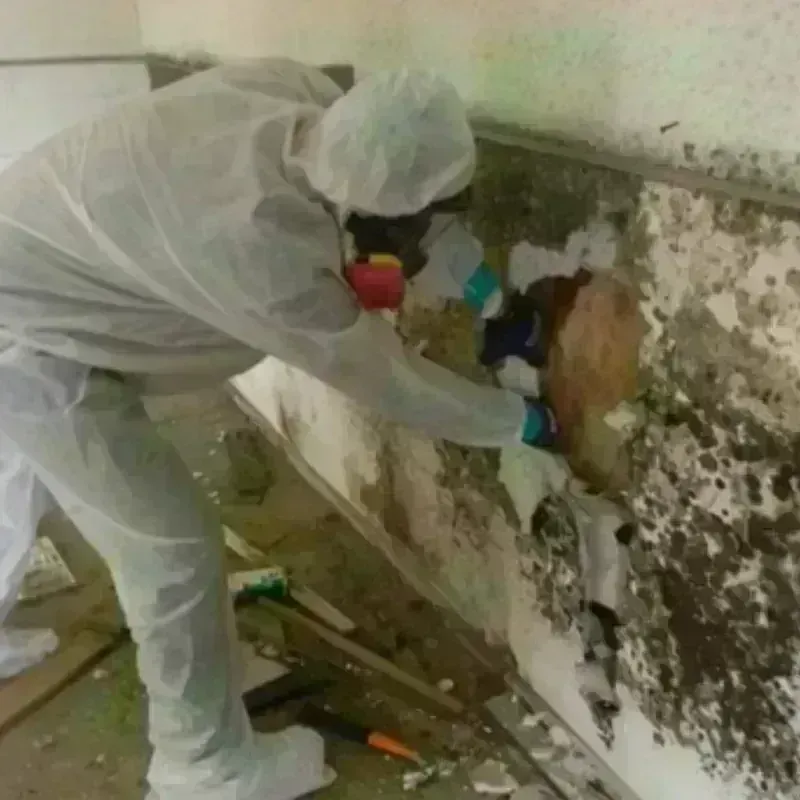 Mold Remediation and Removal in Farwell, TX